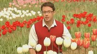 Цветочные истории 1 сезон Тюльпаны