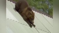 Мастерская Настроения Все видео 17 САМЫХ НЕОЖИДАННЫХ МОМЕНТОВ, СНЯТЫХ НА КАМЕРУ