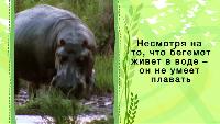 Зоопарк (2013) Сезон-1 Гиппопотам