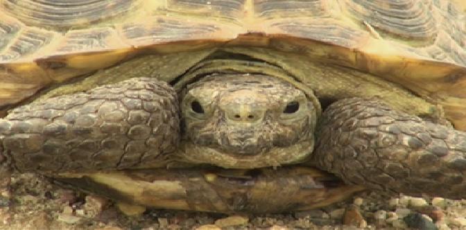 Смотреть Антология антитеррора. Спасти и сохранить бесплатно