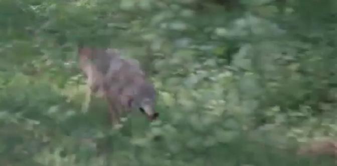 Смотреть Сероманец бесплатно